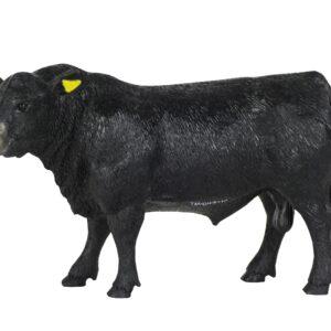 Angus Bull