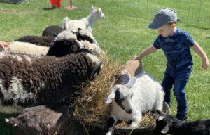 Petting Zoo