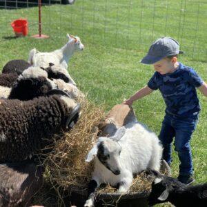 Petting Zoo