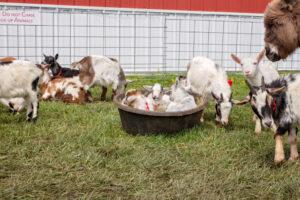 Petting Zoo