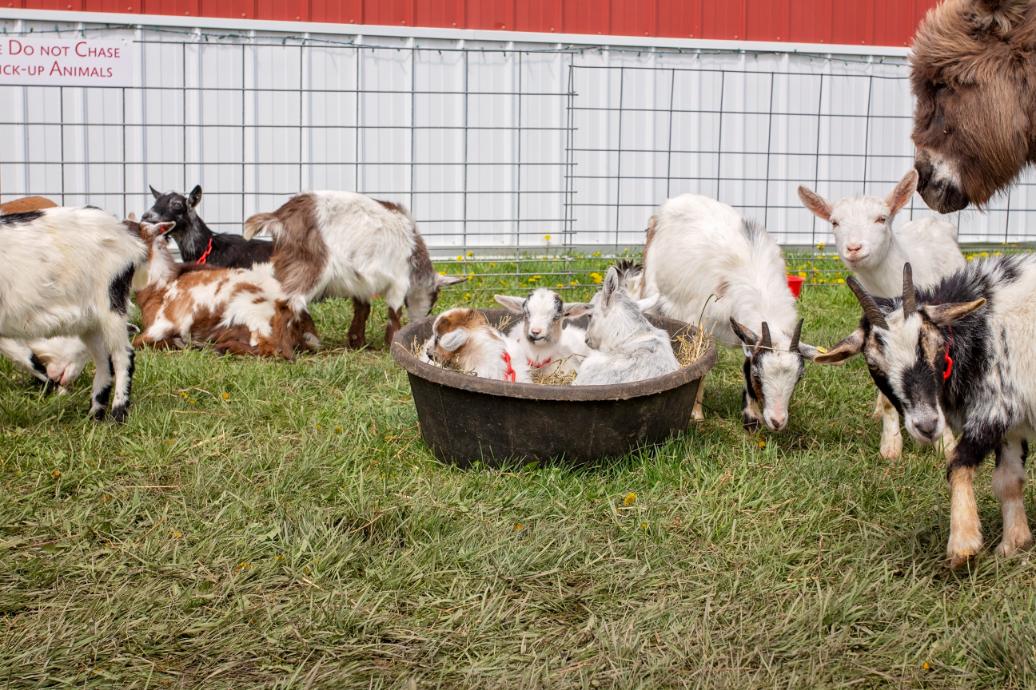 Petting Zoo
